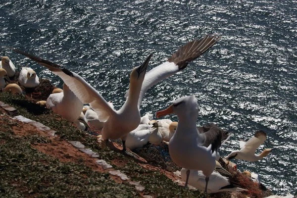 Albatros Cejas Negras Thalassarche Melanophris Mollymawk Helgoland Island Mar Del — Foto de Stock