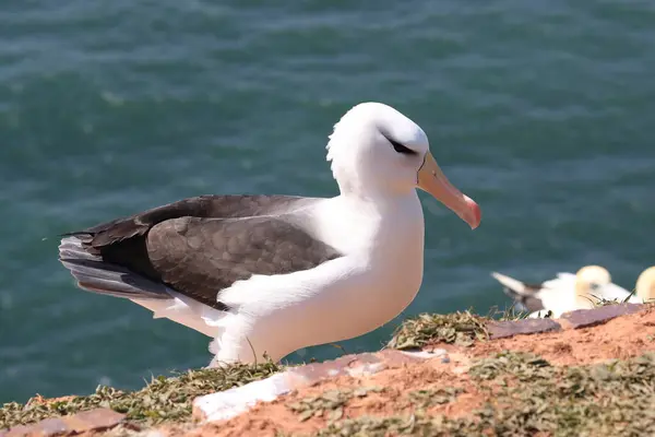 德国北海黑褐色的信天翁 Thalassarche Melanophris 或Mollymawk Helgoland岛 — 图库照片