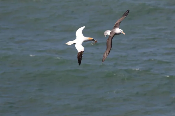 Albatros Testa Preta Thalassarche Melanophris Mollymawk Helgoland Island Mar Norte — Fotografia de Stock