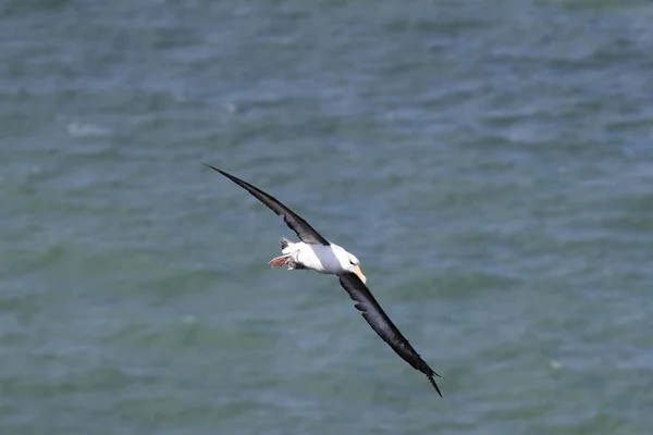 Albatros Černý Thalassarche Melanophris Nebo Mollymawk Helgoland Island Severní Moře — Stock fotografie