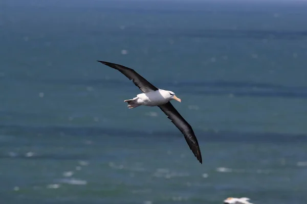 Albatros Dos Noir Thalassarche Melanophris Île Mollymawk Helgoland Mer Nord — Photo