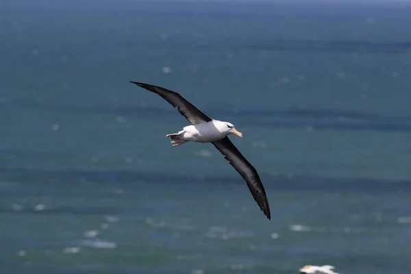 德国北海黑褐色的信天翁 Thalassarche Melanophris 或Mollymawk Helgoland岛 — 图库照片