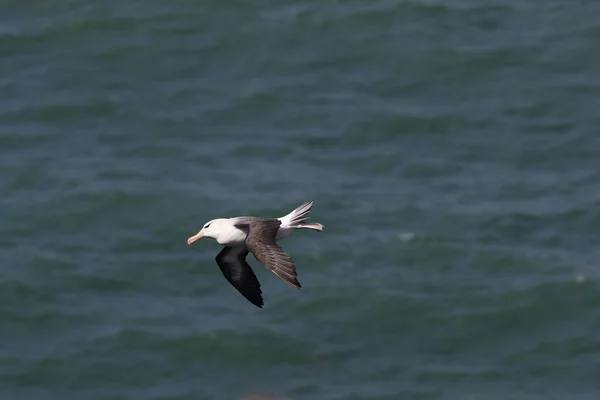 Kara Kaşlı Albatros Thalassarche Melanofrisi Veya Mollymawk Helgoland Adası Kuzey — Stok fotoğraf