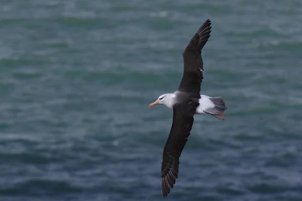 德国北海黑褐色的信天翁 Thalassarche Melanophris 或Mollymawk Helgoland岛 — 图库照片