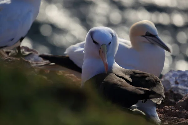 Fekete Böngészésű Albatros Thalassarche Melanophris Vagy Mollymawk Helgoland Island Északi — Stock Fotó