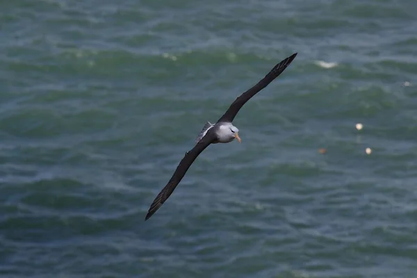 德国北海黑褐色的信天翁 Thalassarche Melanophris 或Mollymawk Helgoland岛 — 图库照片