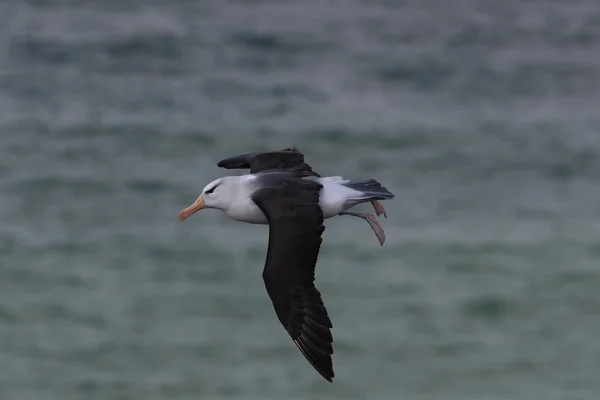 Albatros Černý Thalassarche Melanophris Nebo Mollymawk Helgoland Island Severní Moře — Stock fotografie