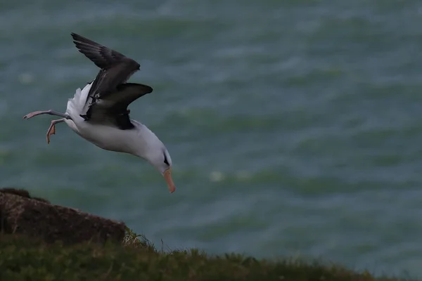 Svartbrynta Albatros Thalassarche Melanophris Eller Mollymawk Helgoland Island Nordsjön Tyskland — Stockfoto