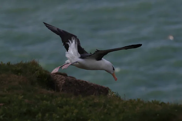 Albatros Cejas Negras Thalassarche Melanophris Mollymawk Helgoland Island Mar Del — Foto de Stock