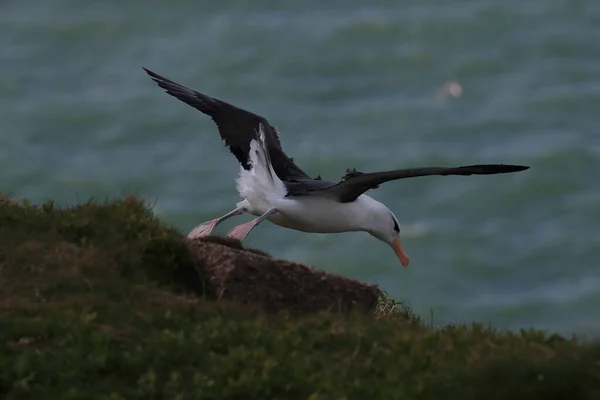 Svartbrynta Albatros Thalassarche Melanophris Eller Mollymawk Helgoland Island Nordsjön Tyskland — Stockfoto