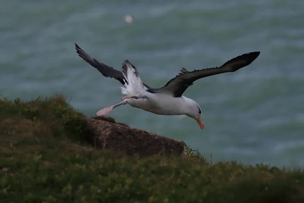 Albatros Černý Thalassarche Melanophris Nebo Mollymawk Helgoland Island Severní Moře — Stock fotografie