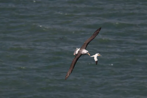 Kara Kaşlı Albatros Thalassarche Melanofrisi Veya Mollymawk Helgoland Adası Kuzey — Stok fotoğraf