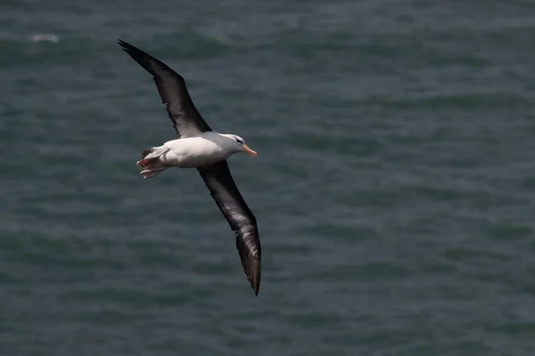 Kara Kaşlı Albatros Thalassarche Melanofrisi Veya Mollymawk Helgoland Adası Kuzey — Stok fotoğraf