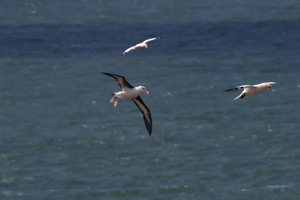 Fekete Böngészésű Albatros Thalassarche Melanophris Vagy Mollymawk Helgoland Island Északi — Stock Fotó