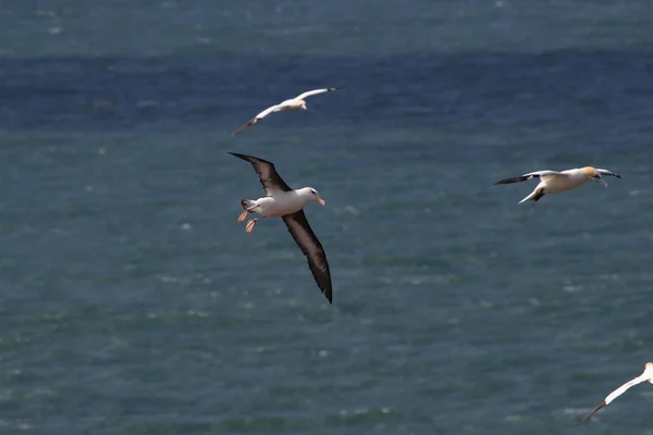 Schwarzbrauenalbatros Thalassarche Melanophris Oder Mollymawk Helgoland Insel Nordsee Deutschland — Stockfoto