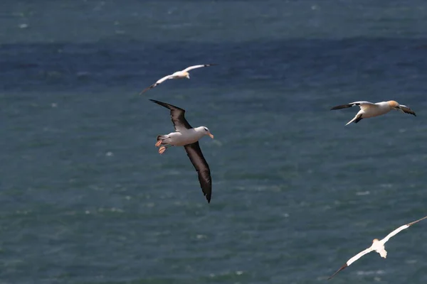 Zwarte Wenkbrauwen Albatros Thalassarche Melanophris Mollymawk Helgoland Island Noordzee Duitsland — Stockfoto