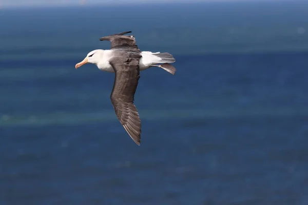 德国北海黑褐色的信天翁 Thalassarche Melanophris 或Mollymawk Helgoland岛 — 图库照片