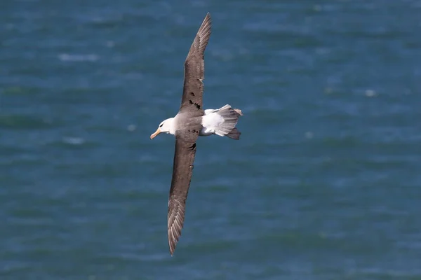 Svartbrynta Albatros Thalassarche Melanophris Eller Mollymawk Helgoland Island Nordsjön Tyskland — Stockfoto