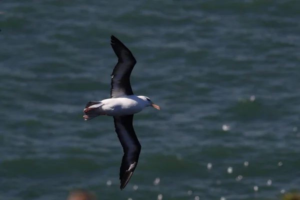 德国北海黑褐色的信天翁 Thalassarche Melanophris 或Mollymawk Helgoland岛 — 图库照片