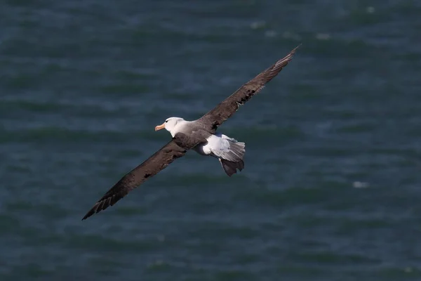 Albatros Černý Thalassarche Melanophris Nebo Mollymawk Helgoland Island Severní Moře — Stock fotografie