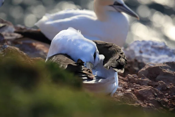 Albatros Cejas Negras Thalassarche Melanophris Mollymawk Helgoland Island Mar Del — Foto de Stock