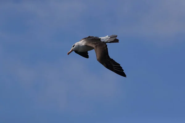 Albatros Dos Noir Thalassarche Melanophris Île Mollymawk Helgoland Mer Nord — Photo