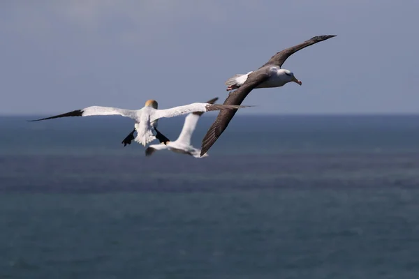 Kara Kaşlı Albatros Thalassarche Melanofrisi Veya Mollymawk Helgoland Adası Kuzey — Stok fotoğraf