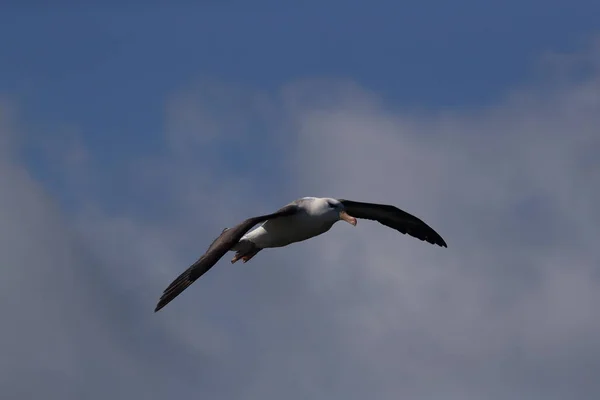 Kara Kaşlı Albatros Thalassarche Melanofrisi Veya Mollymawk Helgoland Adası Kuzey — Stok fotoğraf
