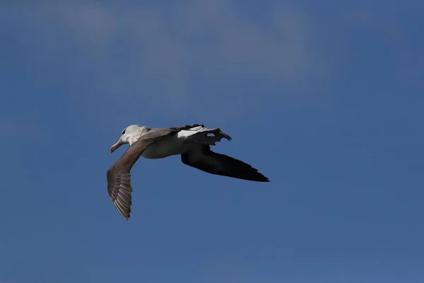 Albatros Thalassarche Melanophris Mollymawk Helgoland Island Mare Del Nord Germania — Foto Stock
