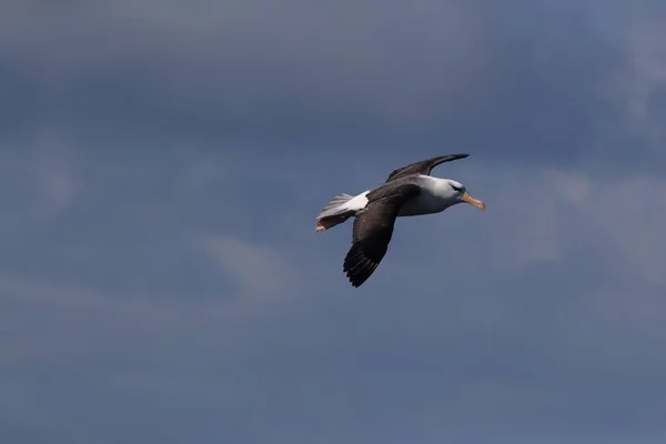 Albatros Testa Preta Thalassarche Melanophris Mollymawk Helgoland Island Mar Norte — Fotografia de Stock