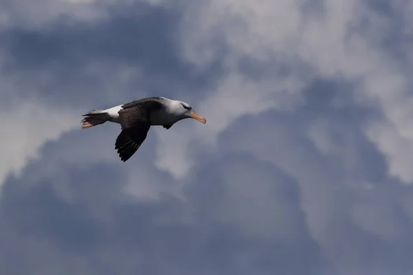 Fekete Böngészésű Albatros Thalassarche Melanophris Vagy Mollymawk Helgoland Island Északi — Stock Fotó