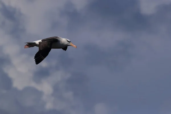 Albatros Dos Noir Thalassarche Melanophris Île Mollymawk Helgoland Mer Nord — Photo