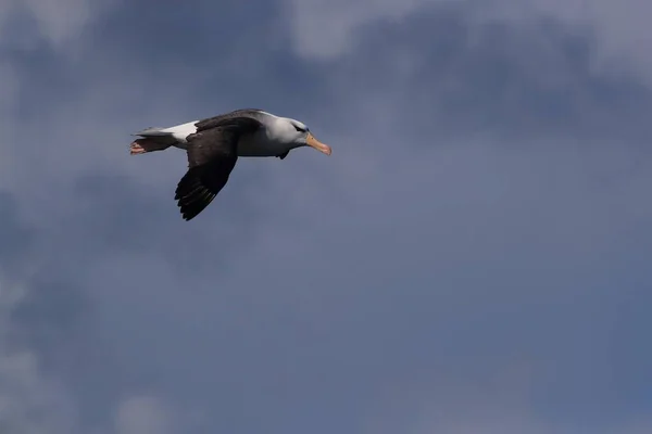 Svartbrynta Albatros Thalassarche Melanophris Eller Mollymawk Helgoland Island Nordsjön Tyskland — Stockfoto