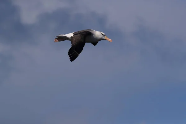 Albatros Dos Noir Thalassarche Melanophris Île Mollymawk Helgoland Mer Nord — Photo