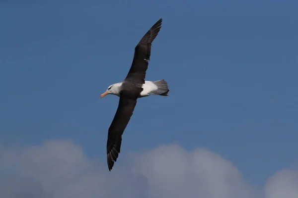 Albatros Thalassarche Melanophris Mollymawk Helgoland Island Северное Море Германия — стоковое фото