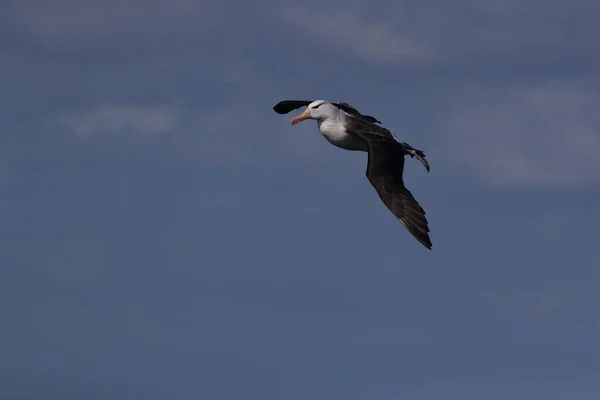 Albatros Thalassarche Melanophris Mollymawk Helgoland Island Северное Море Германия — стоковое фото