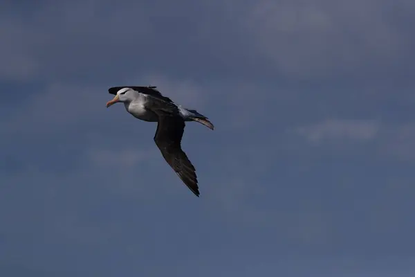 Albatros Thalassarche Melanophris Lub Wyspa Mollymawk Helgoland Morze Północne Niemcy — Zdjęcie stockowe