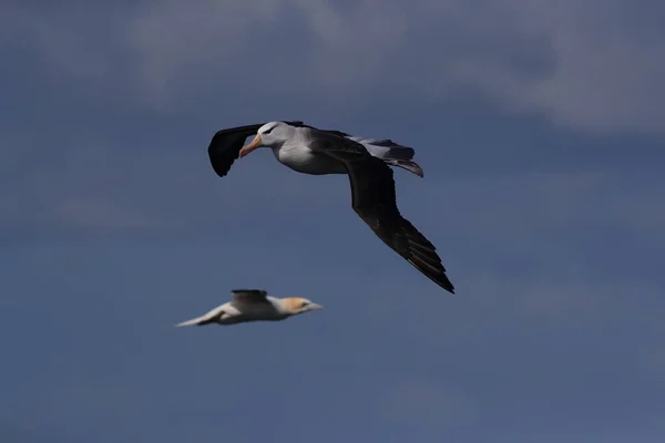 Чорнобрововані Альбатроси Thalassarche Melanophris Або Острів Моллімаук Гельголанд Північне Море — стокове фото