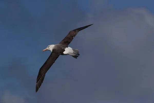 Albatros Thalassarche Melanophris Mollymawk Helgoland Island Северное Море Германия — стоковое фото