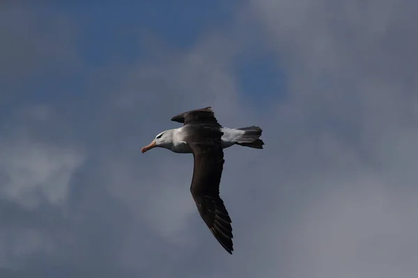 Fekete Böngészésű Albatros Thalassarche Melanophris Vagy Mollymawk Helgoland Island Északi — Stock Fotó