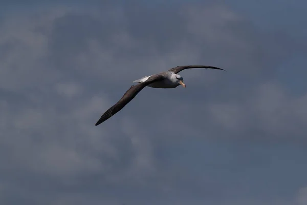 Albatros Testa Preta Thalassarche Melanophris Mollymawk Helgoland Island Mar Norte — Fotografia de Stock