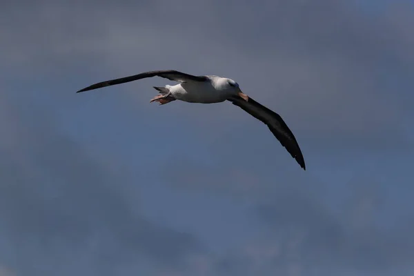 Albatros Thalassarche Melanophris Mollymawk Helgoland Island Mare Del Nord Germania — Foto Stock