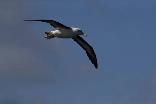 Albatros Černý Thalassarche Melanophris Nebo Mollymawk Helgoland Island Severní Moře — Stock fotografie