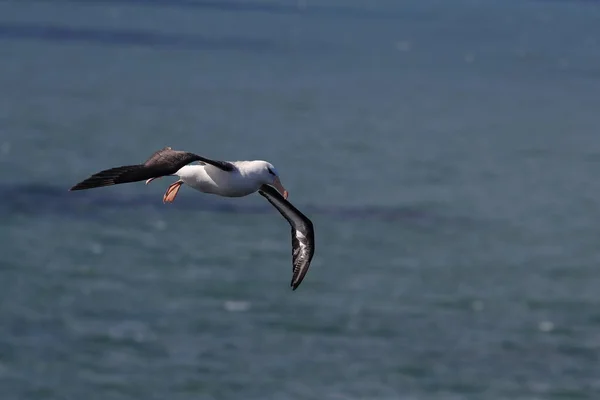 Fekete Böngészésű Albatros Thalassarche Melanophris Vagy Mollymawk Helgoland Island Északi — Stock Fotó