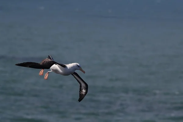 Albatros Cejas Negras Thalassarche Melanophris Mollymawk Helgoland Island Mar Del —  Fotos de Stock