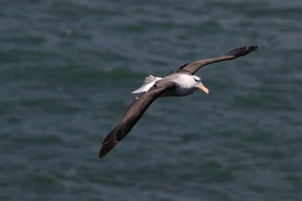 Zwarte Wenkbrauwen Albatros Thalassarche Melanophris Mollymawk Helgoland Island Noordzee Duitsland — Stockfoto