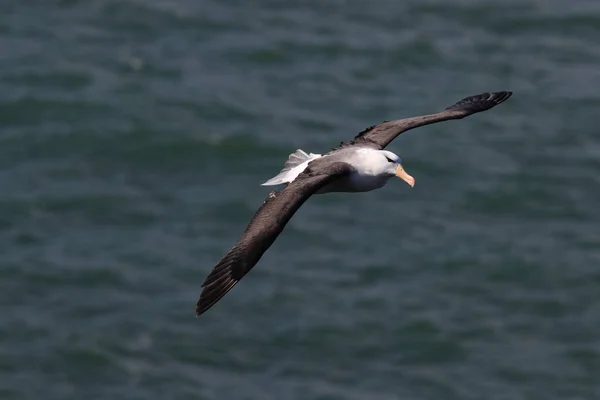 Kara Kaşlı Albatros Thalassarche Melanofrisi Veya Mollymawk Helgoland Adası Kuzey — Stok fotoğraf