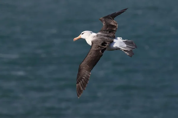 Albatros Testa Preta Thalassarche Melanophris Mollymawk Helgoland Island Mar Norte — Fotografia de Stock