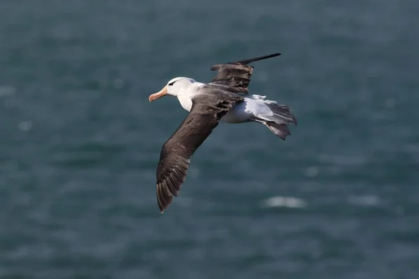 德国北海黑褐色的信天翁 Thalassarche Melanophris 或Mollymawk Helgoland岛 — 图库照片