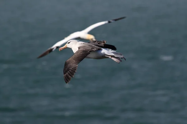 Albatros Testa Preta Thalassarche Melanophris Mollymawk Helgoland Island Mar Norte — Fotografia de Stock